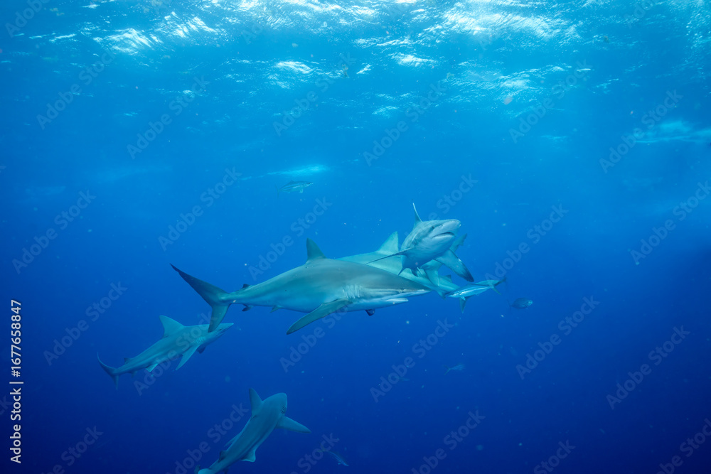 Fototapeta premium Sandbar shark group swimming in the ocean
