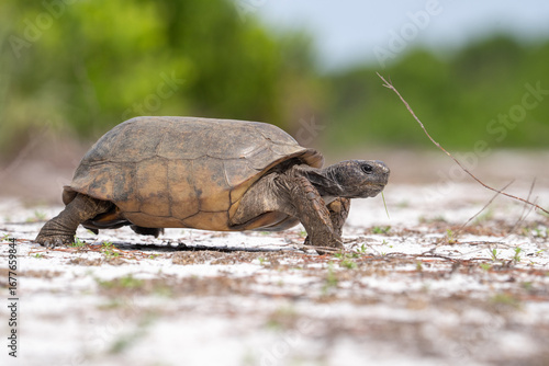 Adult gopher tortise on the move