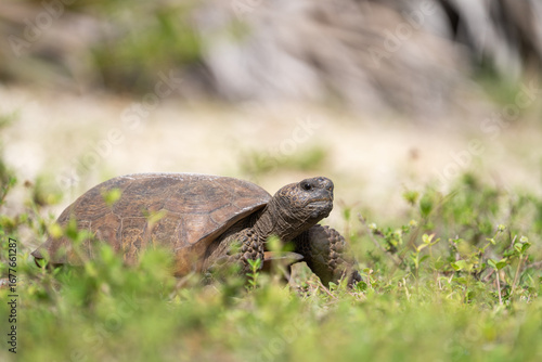 Gopher tortise standing in shrubs