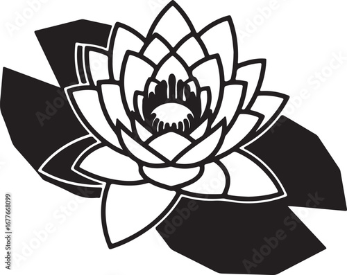 Black and white water lily with leaves flower bloom