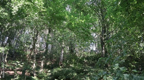 Green forest view. Green leaved trees, bush and vines
