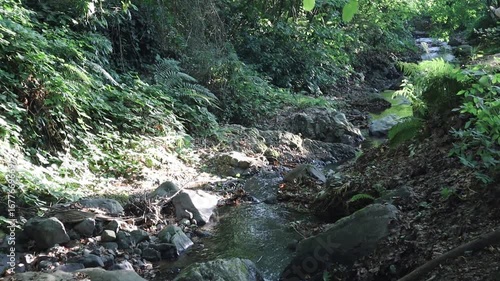 Water stream flowing in the green forest. Nature concept.