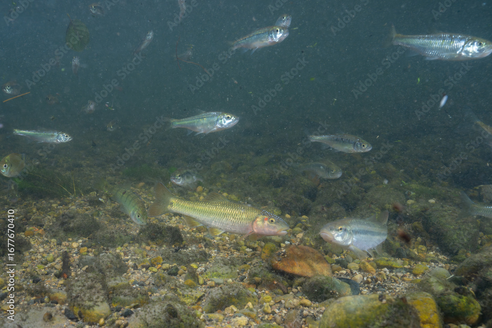 Fototapeta premium Horny head chub and common shiners in creek
