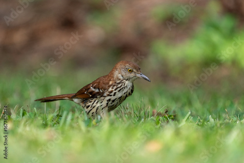 Wallpaper Mural Brown thrasher foraging on the ground Torontodigital.ca