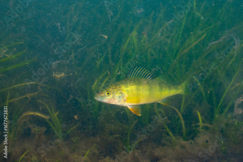 Yellow perch swimming in a lake