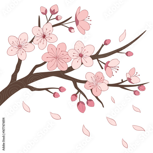 Delicate cherry blossom branches adorned with gracefully falling petals creating a serene and beautiful springtime scene in a vector design format