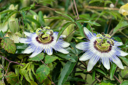 Blue flower leaves or Passiflora (Passiflora caerulea)