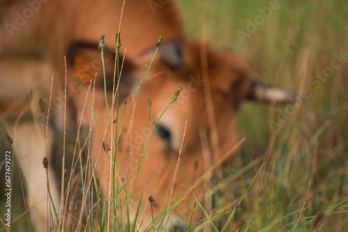 Close-up of an Asturiana de los Valles cow grazing. , Asturias, Spain.