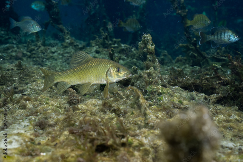 Fototapeta premium Chubsucker at the bottom of natural spring