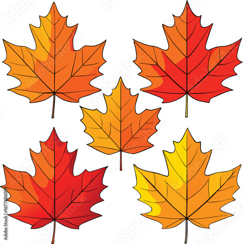 Colorful bright autumn maple leaves set, isolated on white background with seasonal fall foliage
