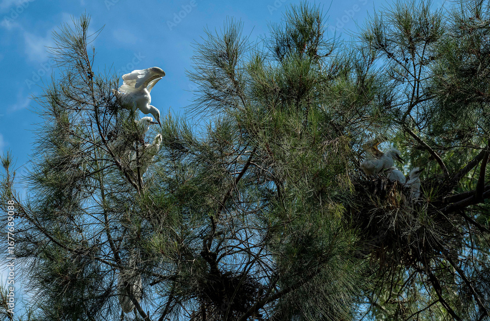 Rookery of Great Egrets (Ardea alba) nesting Rookery of Great Egrets (Ardea alba) nesting