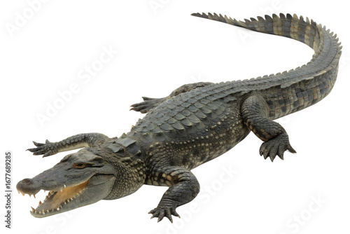 Powerful alligator with gaping jaws, showcasing its reptilian strength and dangerous presence as a formidable apex predator from tropical wetlands