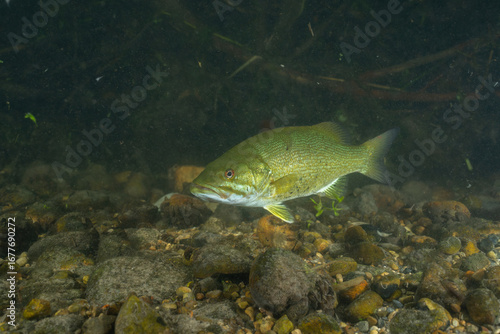 Curious smallmouth bass in creek