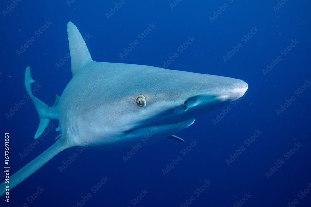 Fototapeta premium Silky shark in blue ocean