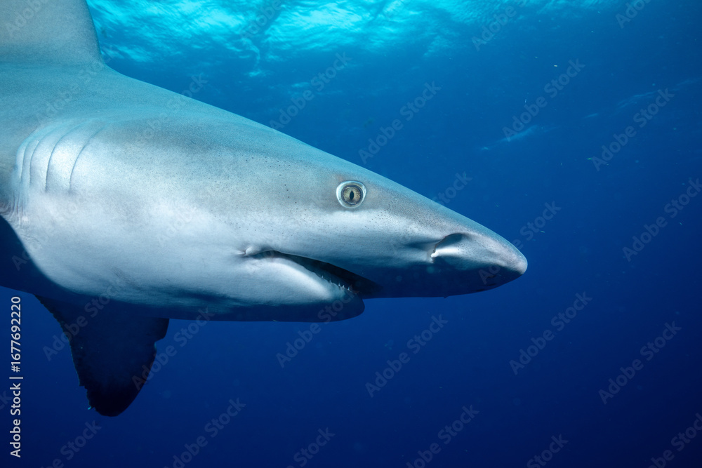 Naklejka premium Closeup of a lemon shark
