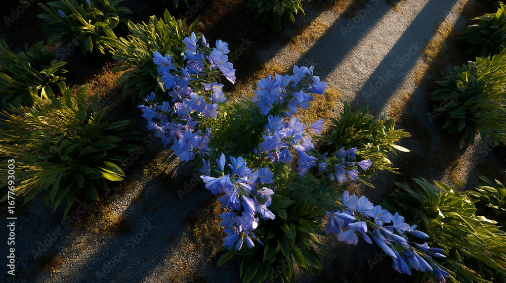 Obraz premium Overhead perspective of a blue flower bed with streaks of sunrise light crossing diagonally.