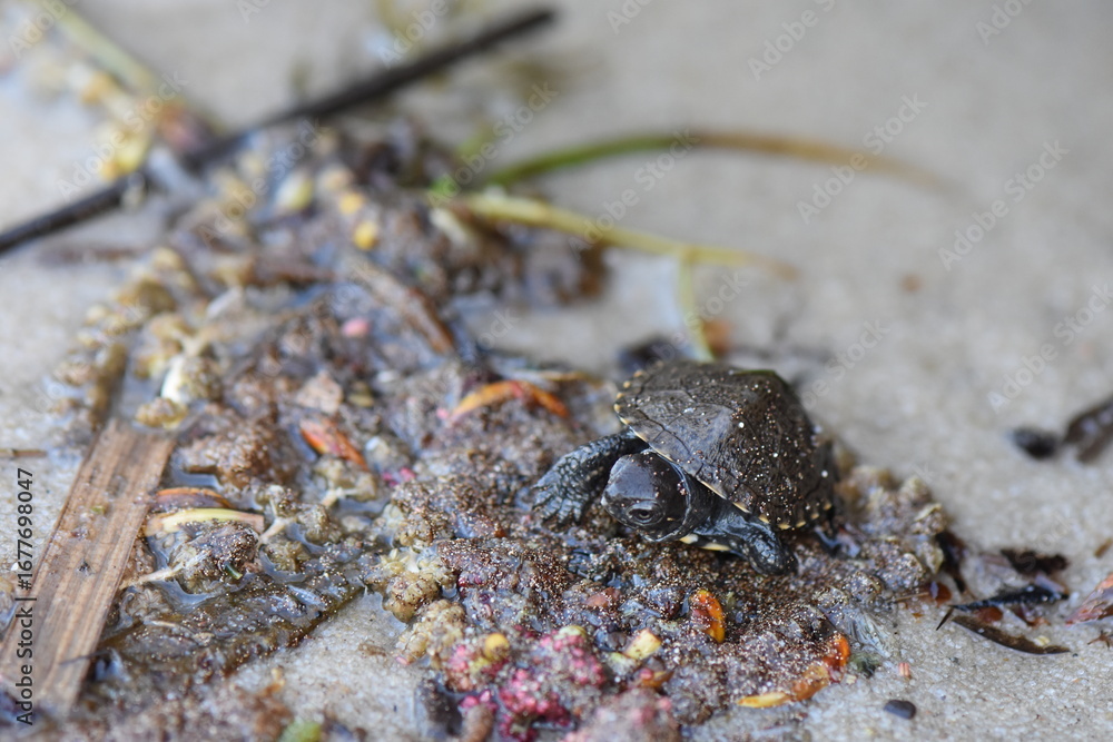 Fototapeta premium small turtle on the sand in the wild, closeup of photo