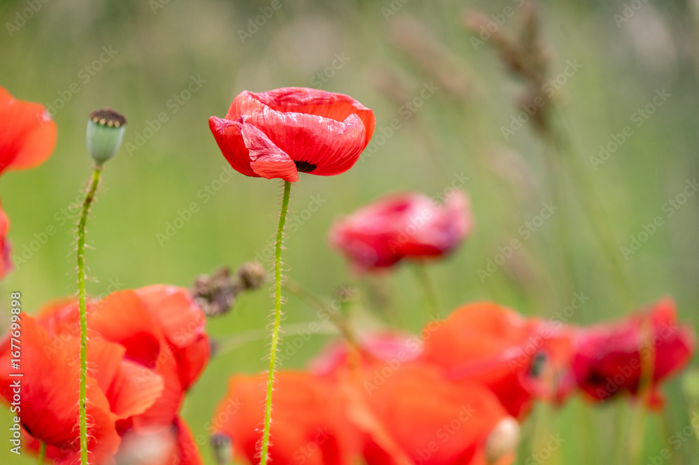 Naklejka premium wild poppy lowers in the Estonian fields. during the summer