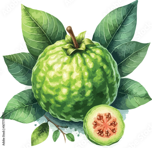 Hand drawn water colour guava fruit