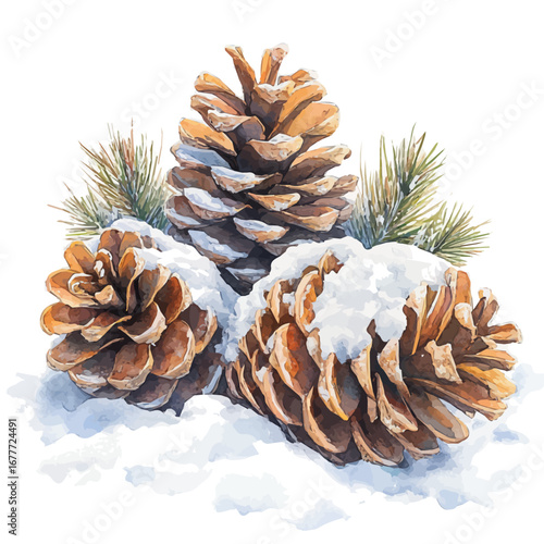 watercolor of Pine Cones On Snow, vector, isolated on a white background.