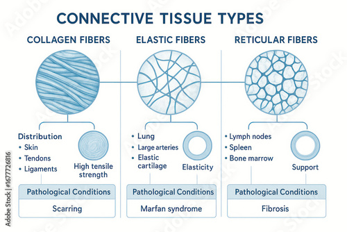Connective Tissue Types: Collagen, Elastic, and Reticular Fibers - Illustration of Structure and Function [Illustration]