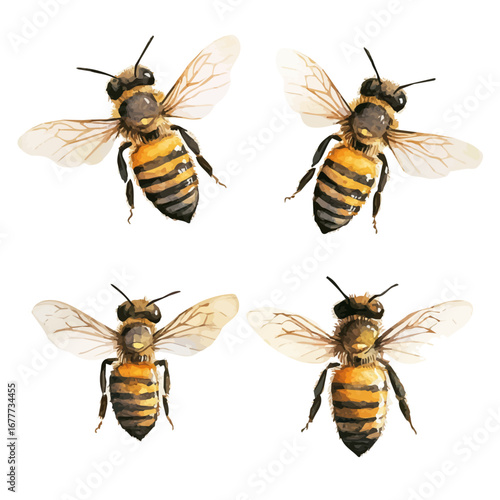 watercolor of Honey Bees, vector, isolated on a white background.