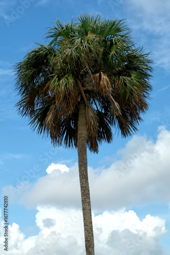 Single Isolated Palm Tree over Blue Sky