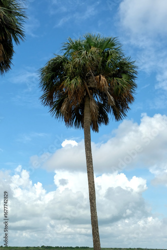 A Single Palm Tree Over Blue Sky