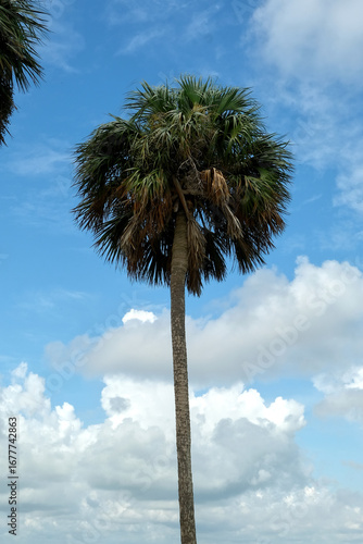 Palm Tree Isolated over Blue Sky