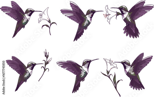 Hummingbird cartoon illustration, vector nature set, flower interaction, nectar feeding, botanical drawing, avian flight, colorful wildlife, elegant floral theme