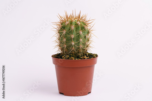 Cactus isolated on a white background. Horizontal view.