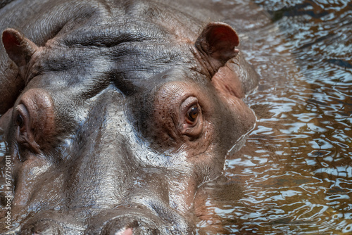 Fotografi Hippopotamus Face: An Extreme Close-Up of Skin Texture