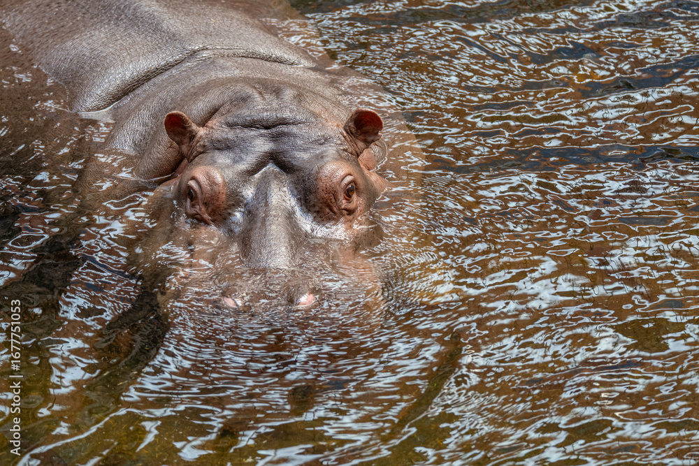 Fototapeta premium Close-Up Portrait of a Massive Hippopotamus in Water
