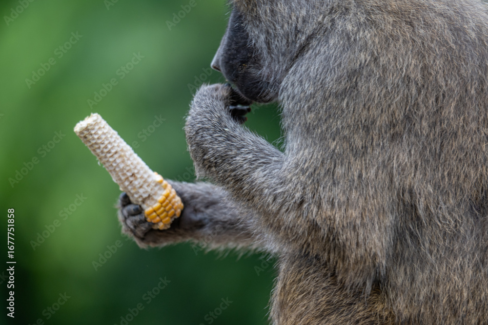 Obraz premium Baboon Enjoying a Corn on the Cob Snack