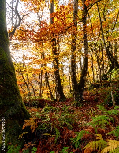 Autumn forest scene