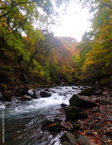 Autumn forest stream