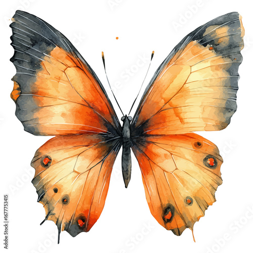 Butterfly Wings, watercolor painting vector, isolated on a white background.