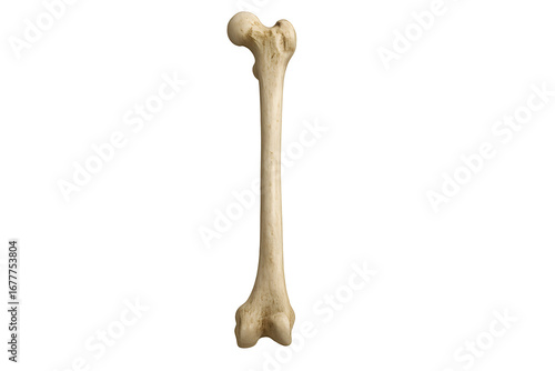 Close-up of femoral head bone isolated on white background for orthopedic and anatomical visualization