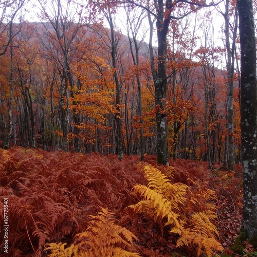 Autumn forest with vibrant ferns