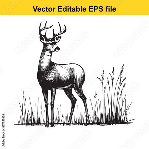 A whitetail detailed illustration of a majestic deer standing in tall grass, isolated on white background