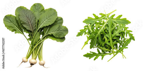 Fresh turnip greens and arugula sit on a png background. Healthy eating, organic produce, vegan food, natural ingredients.