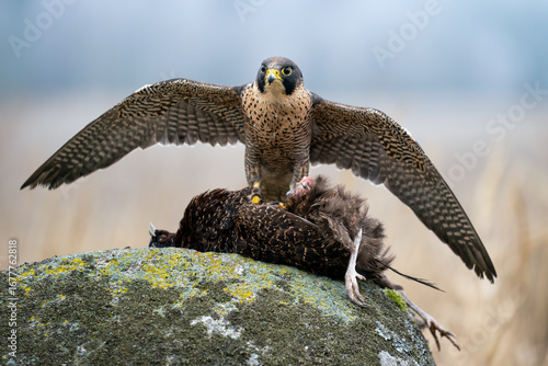 Peregrine Falcon with Prey Standing on Mossy Rock in Natural Habitat