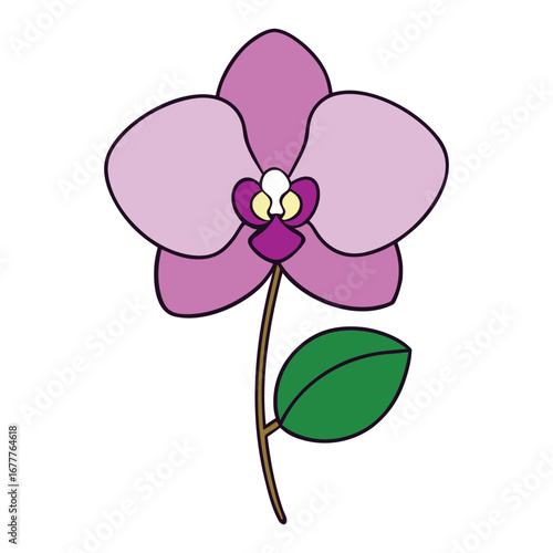 Orchid Flowers White Background Vector Art