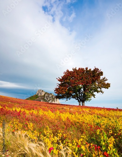 Autumn landscape with vibrant colors