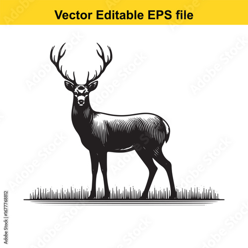 A whitetail majestic stag with large antlers standing in a grassy field, isolated on white background