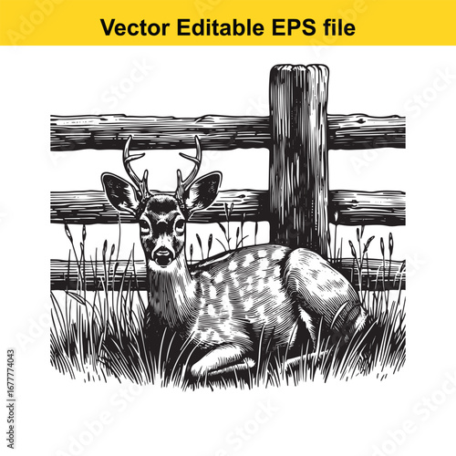A whitetail deer resting in tall grass near a wooden fence, black and white sketch