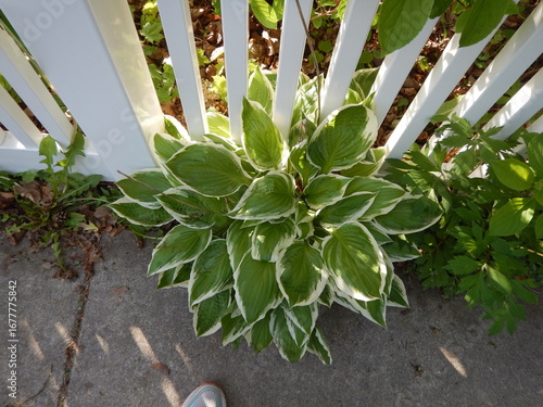 Hosta 'Undulata Albomarginata' Growing Near A White Picket Fence In Spring In Wisconsin