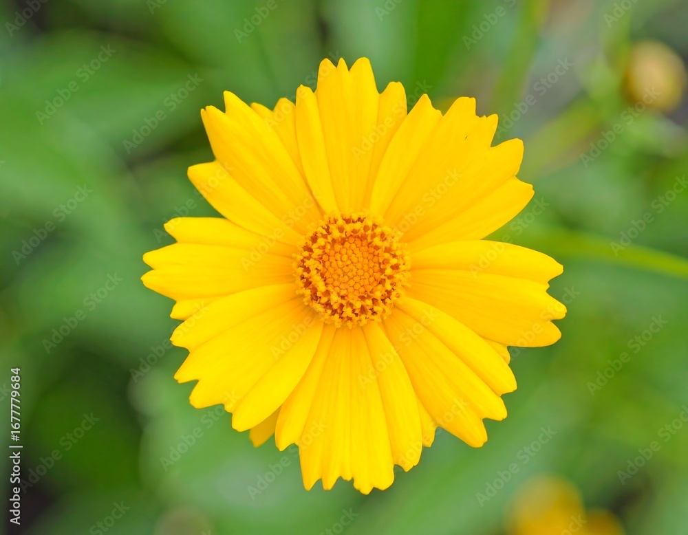 Obraz premium Bright yellow flower, out of focus background