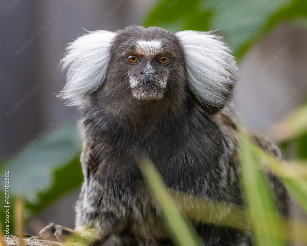 Naklejka premium Common Marmoset portrait
