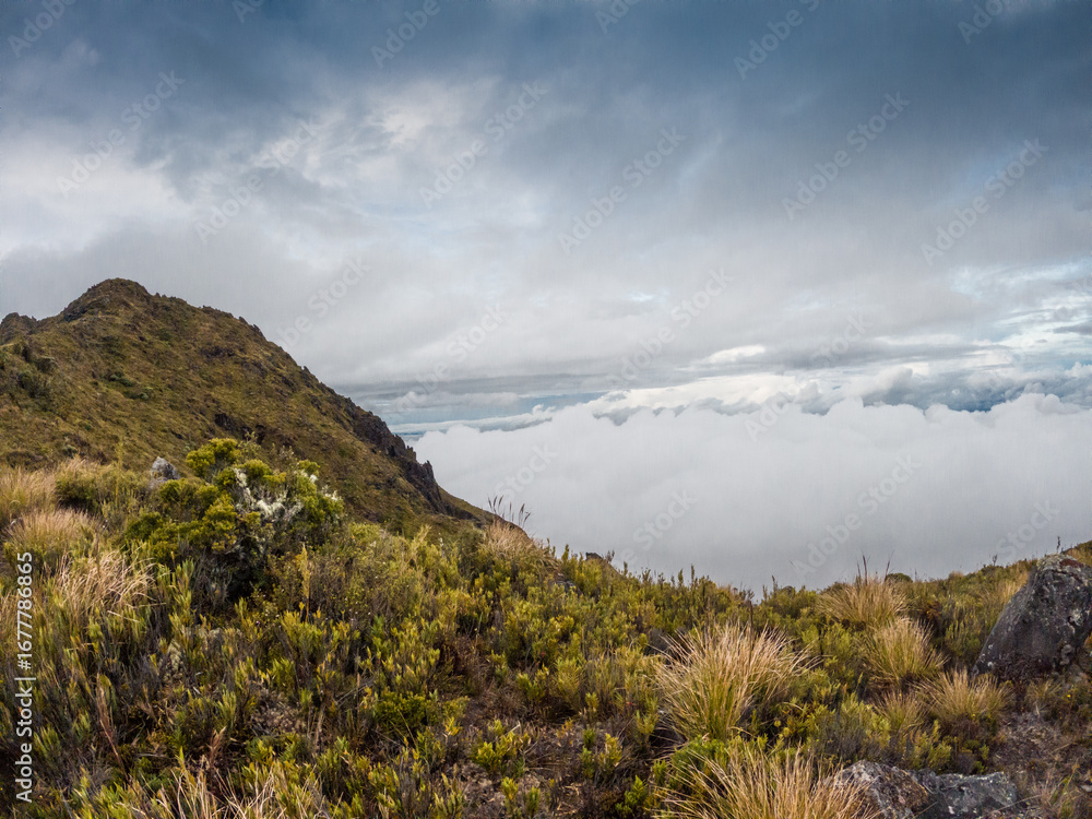 Naklejka premium Grassy path leading to the summit of Cerro Urán on a cold morning in Chirripo National Park, Costa Rica.